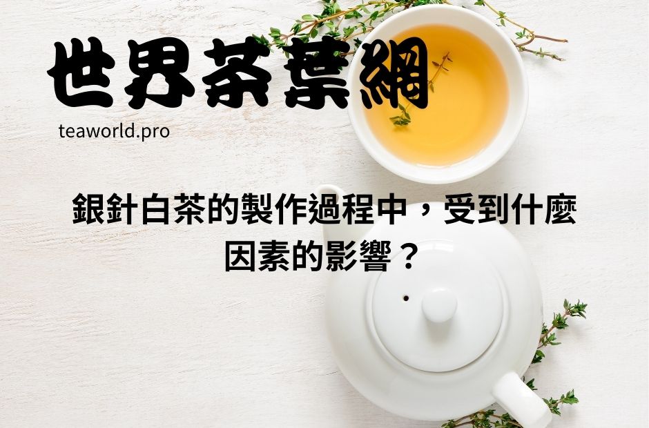銀針白茶的製作過程中，受到什麼因素的影響？