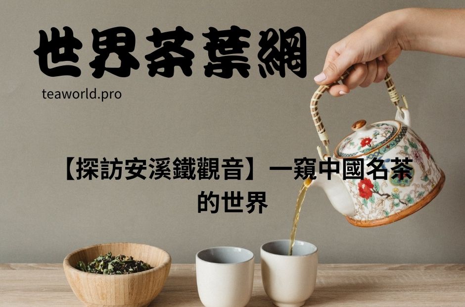 【探訪安溪鐵觀音】一窺中國名茶的世界