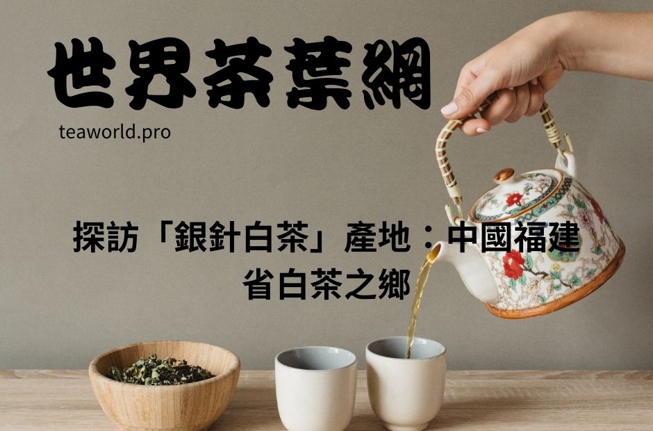 探訪「銀針白茶」產地：中國福建省白茶之鄉